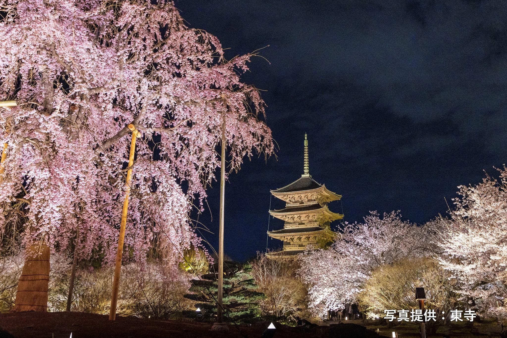 🌸 요센지 절(하기데라) 이미지 4